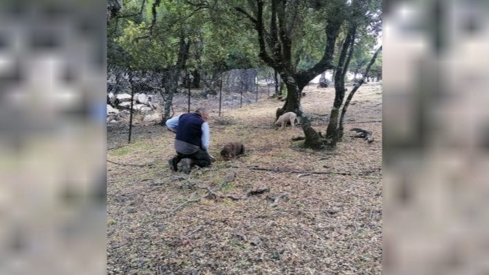 TRUFFLE HUNTING IN THE ROUVA FOREST